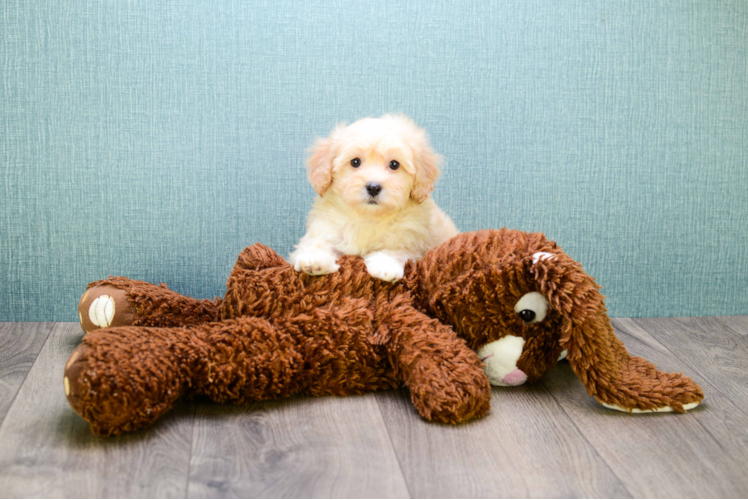 Maltipoo Puppy for Adoption