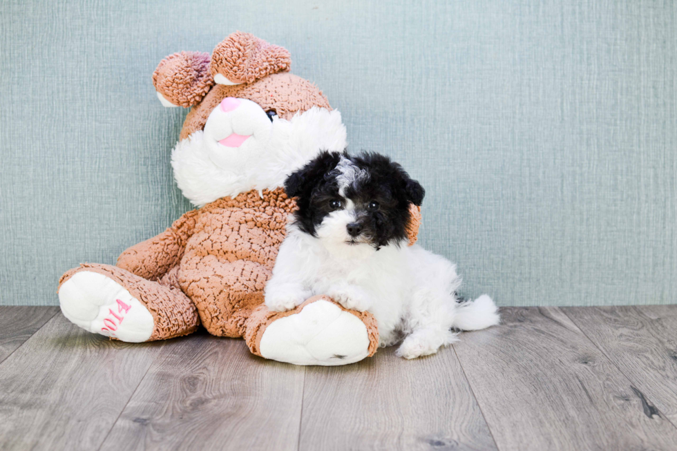 Playful Havanese Purebred Pup