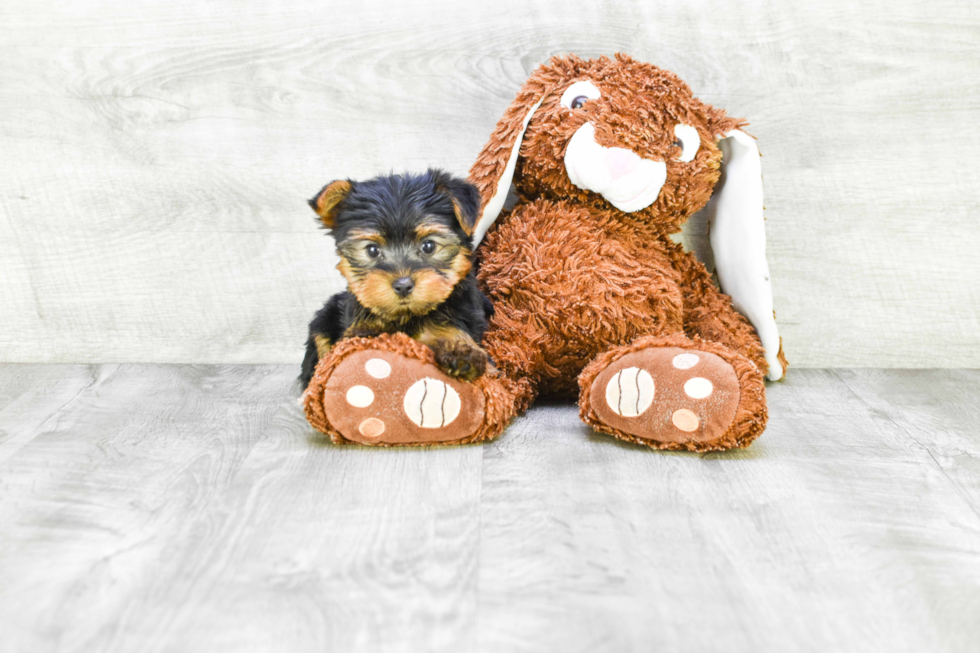 Meet Isabella - our Yorkshire Terrier Puppy Photo 