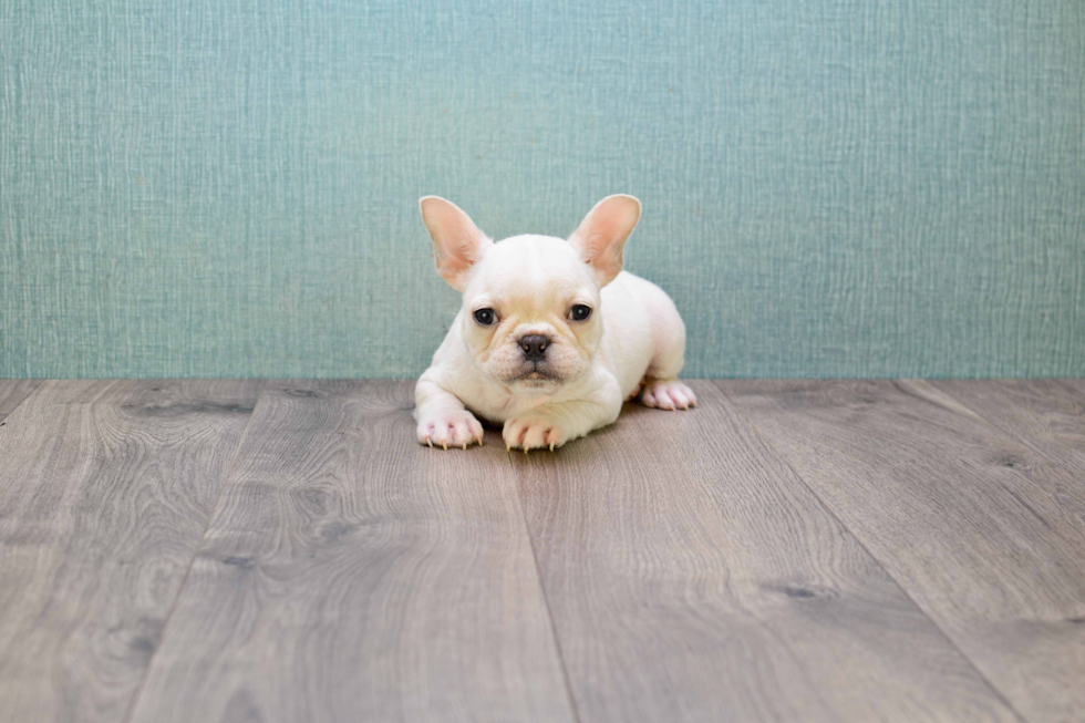 Best French Bulldog Baby