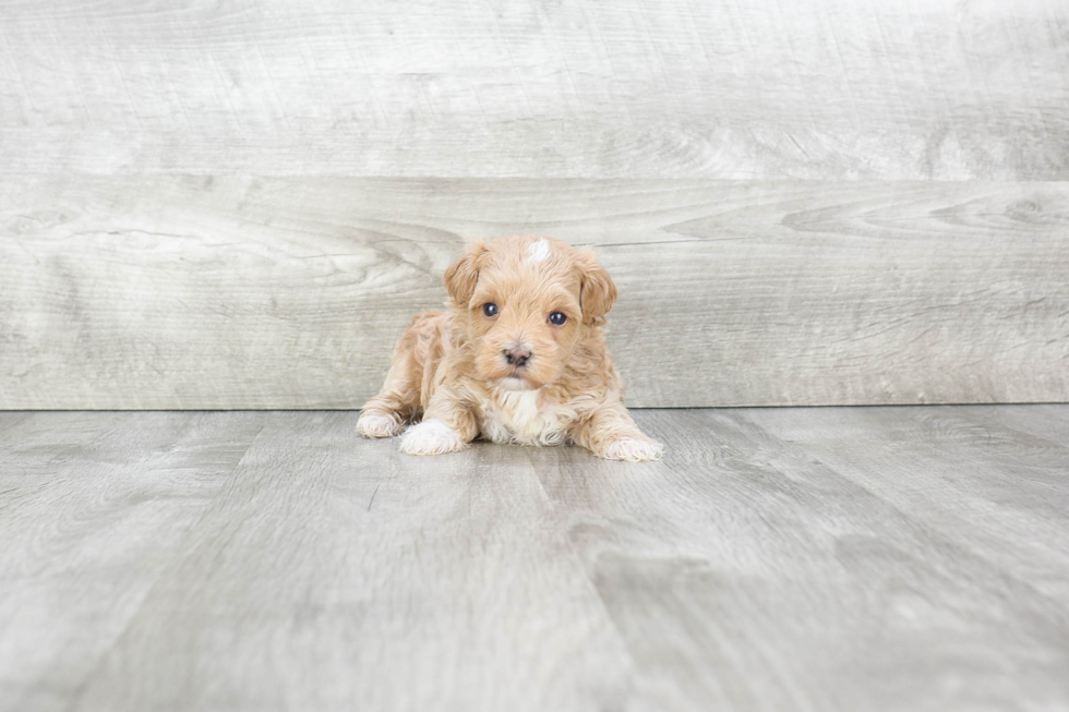 Maltipoo Puppy for Adoption