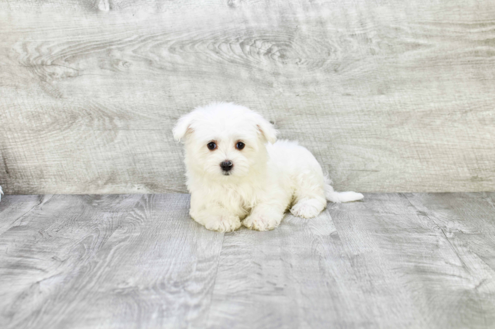 Happy Maltese Purebred Puppy