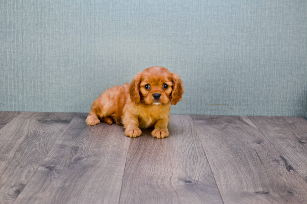 Cavalier King Charles Spaniel Pup Being Cute