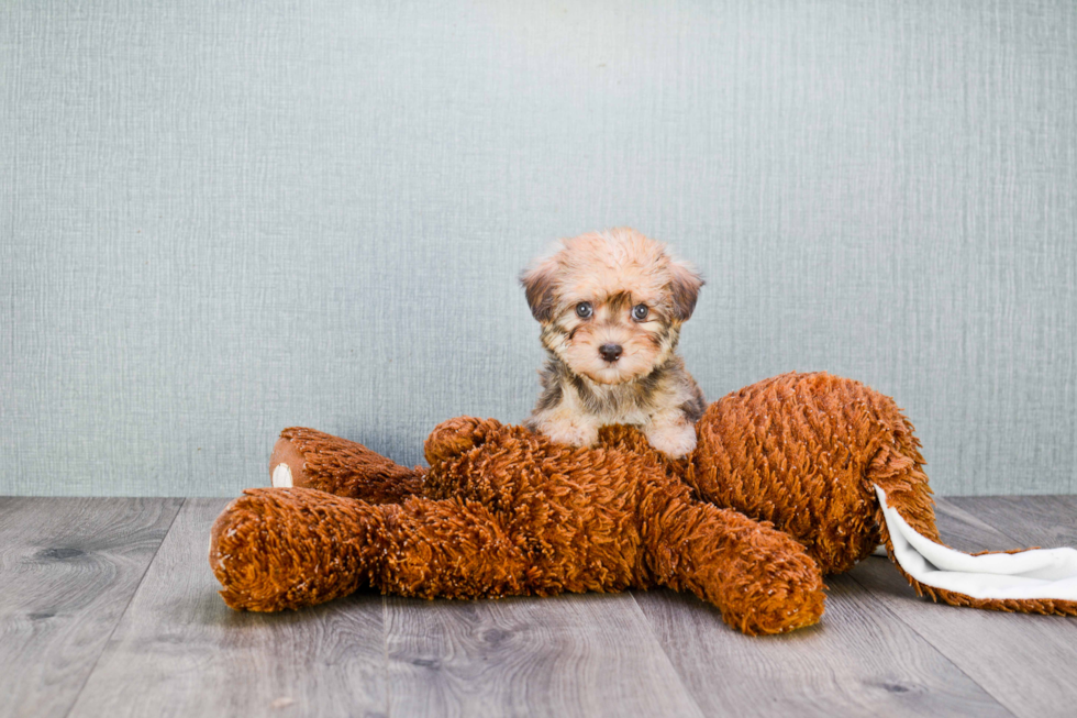 Havanese Puppy for Adoption