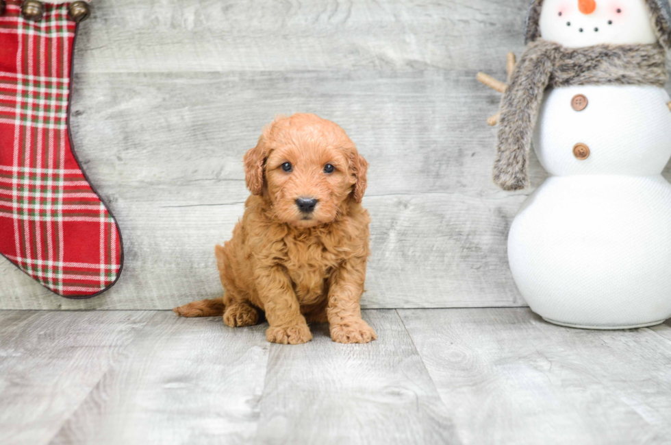 Fluffy Mini Goldendoodle Poodle Mix Pup