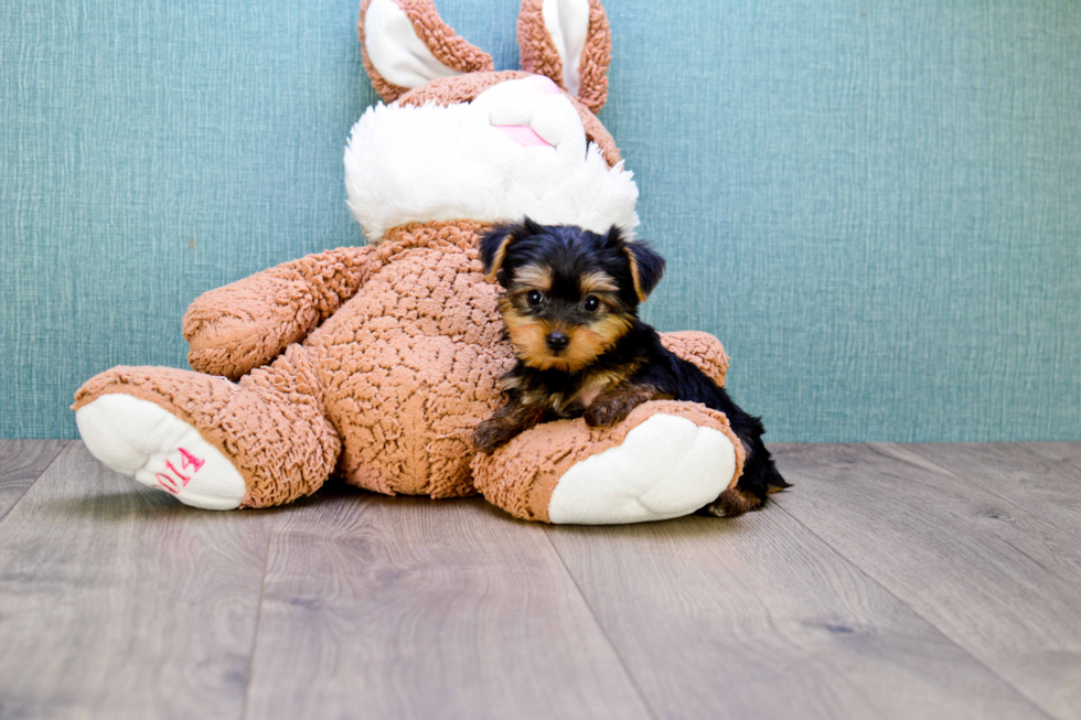 Meet Timmy - our Yorkshire Terrier Puppy Photo 