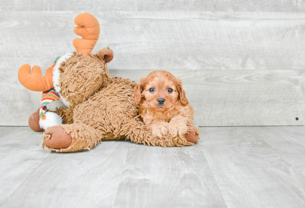 Popular Cavapoo Poodle Mix Pup