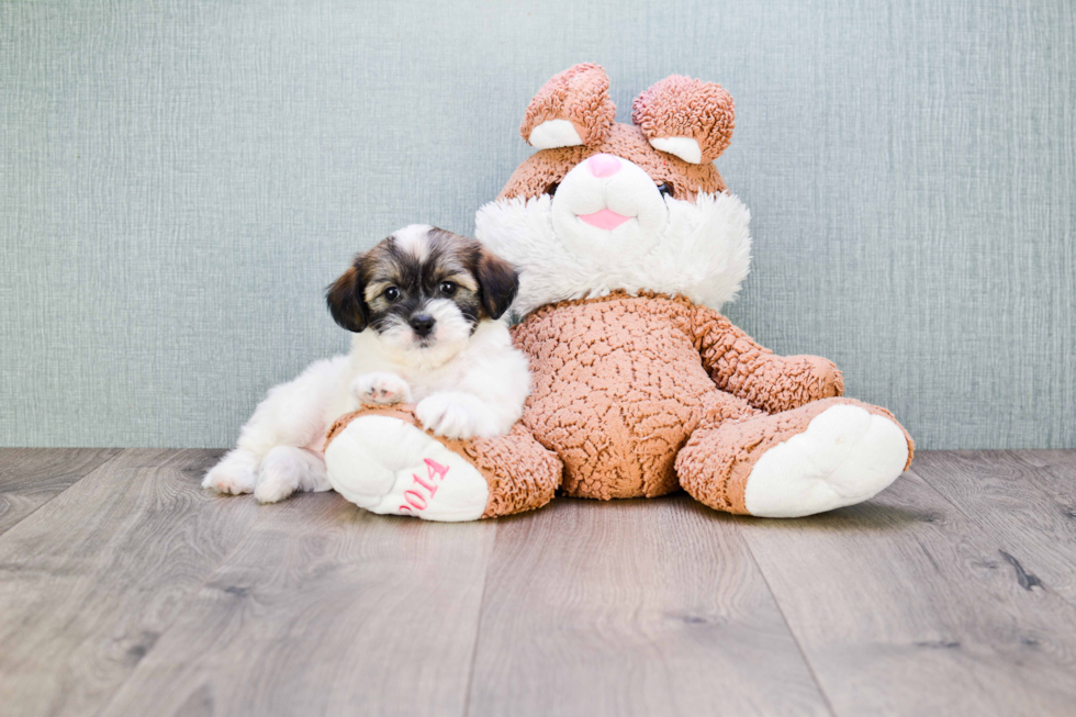 Popular Teddy Bear Designer Pup