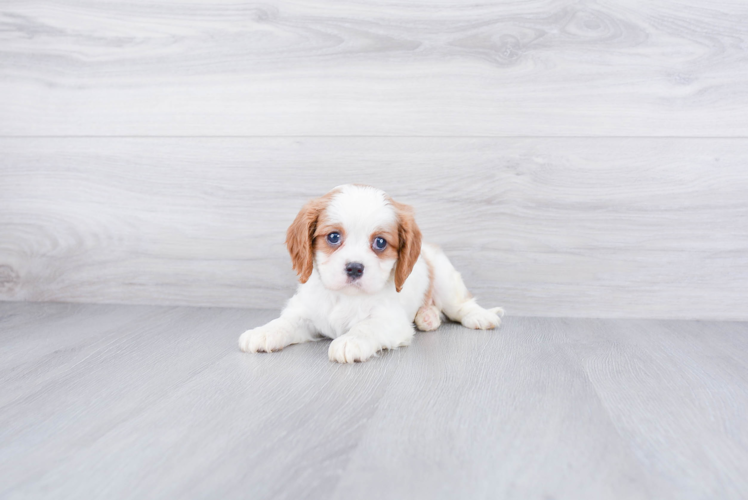 Cavalier King Charles Spaniel Pup Being Cute