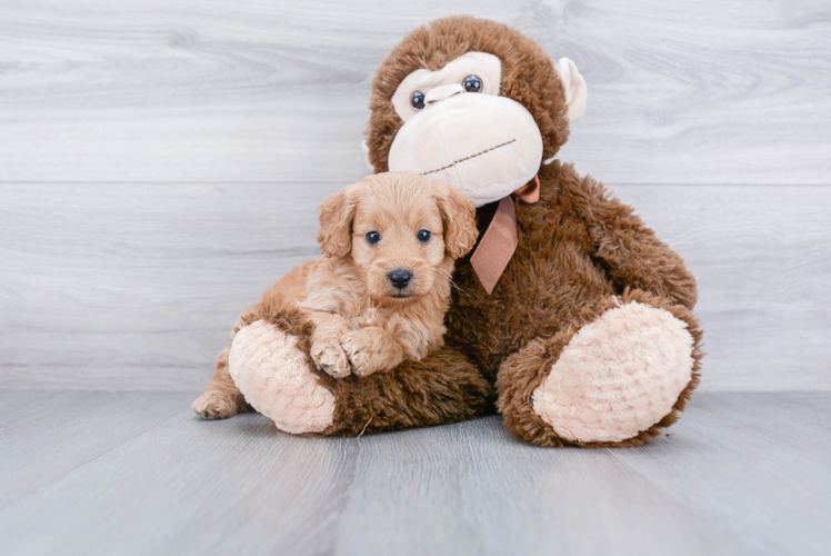 Friendly Mini Goldendoodle Baby