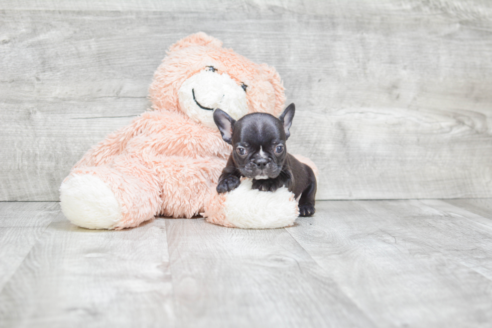 French Bulldog Pup Being Cute