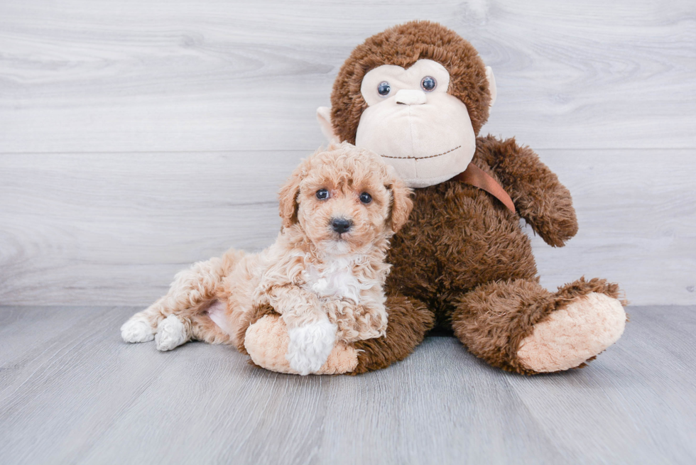 Small Maltipoo Baby