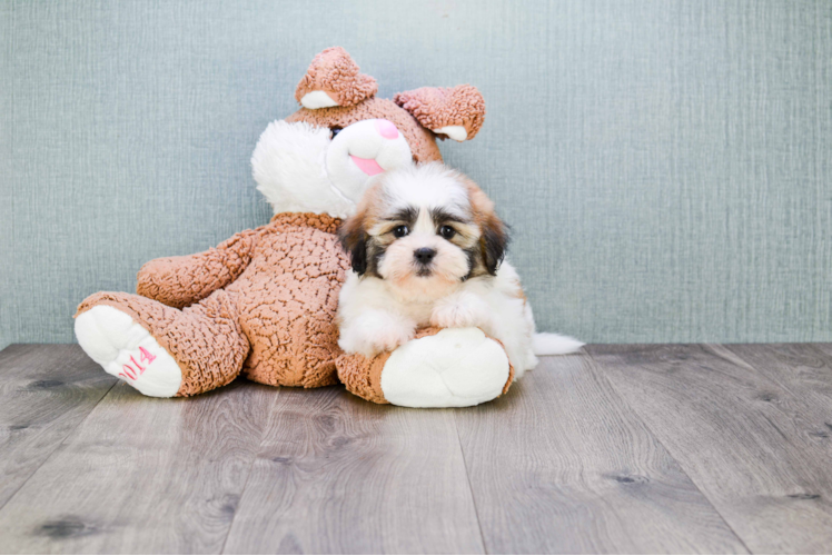 Playful Shichon Designer Puppy