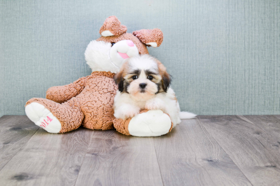 Playful Shichon Designer Puppy