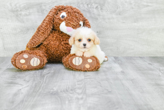 Small Cavachon Baby