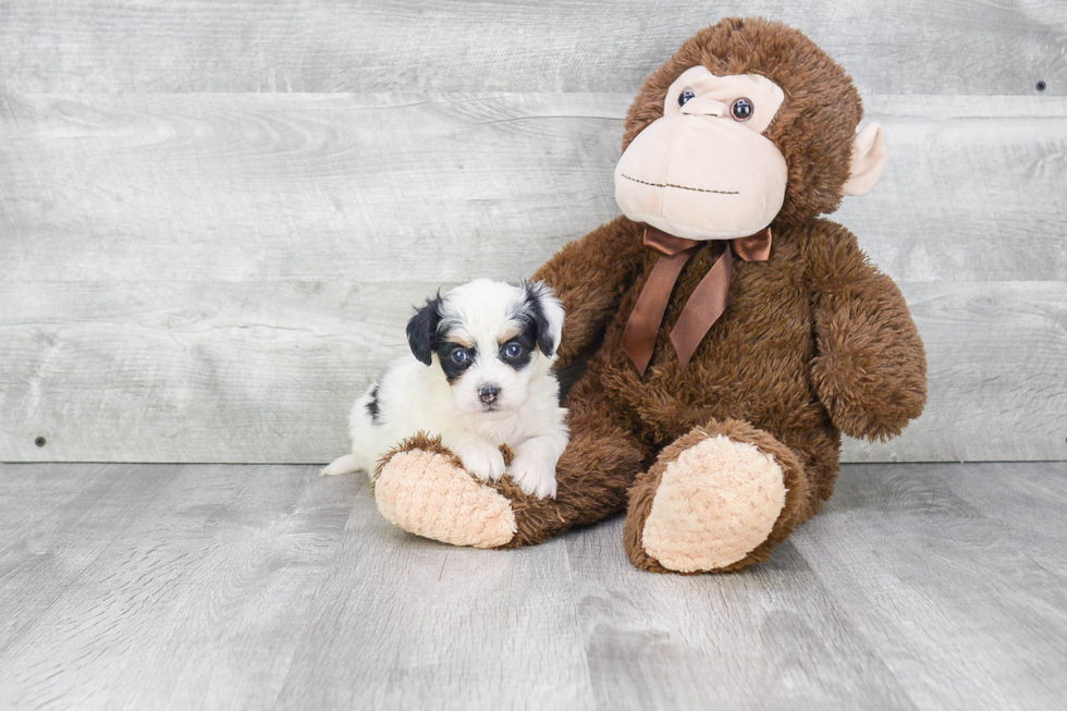 Mini Bernedoodle Pup Being Cute