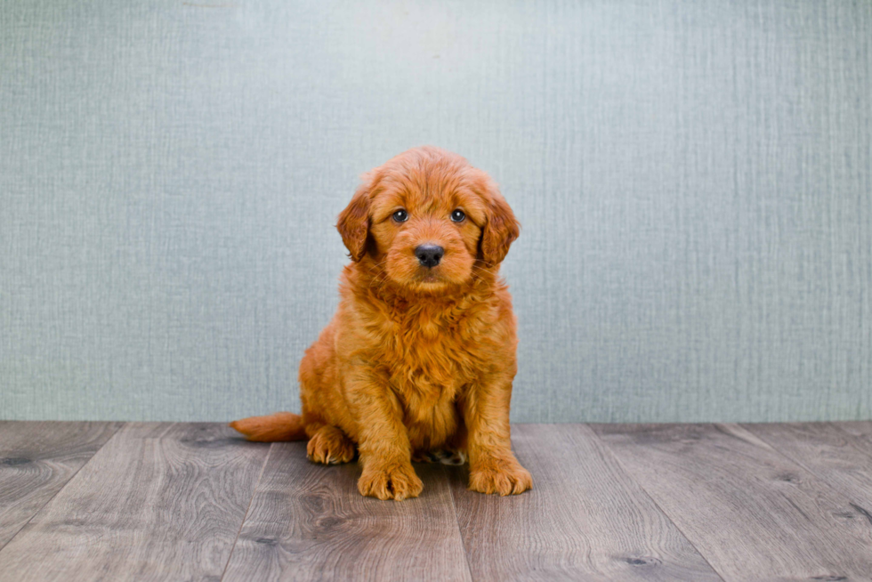 Popular Mini Goldendoodle Poodle Mix Pup