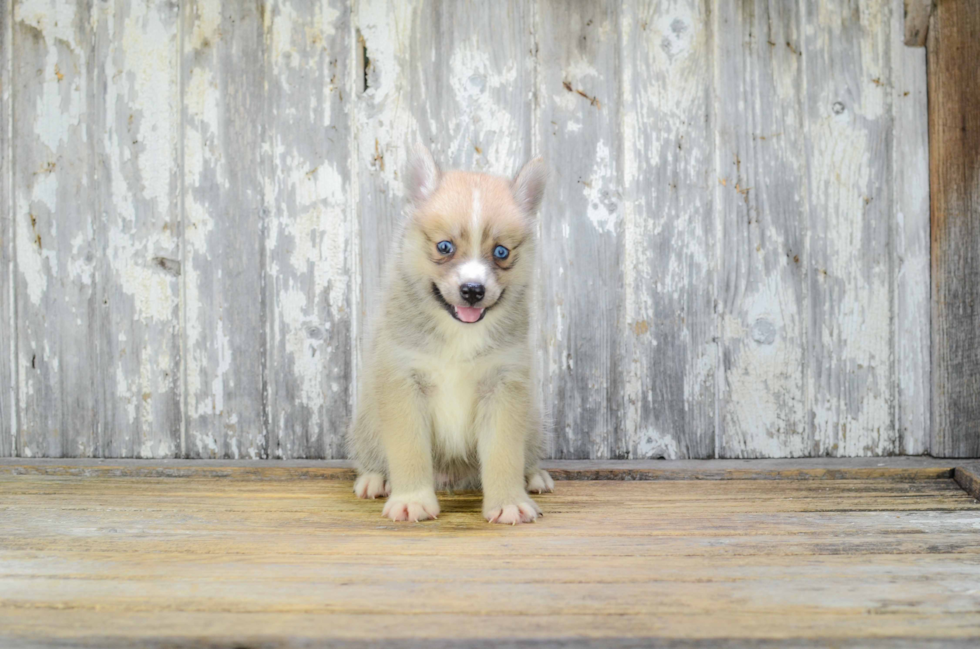 Best Pomsky Baby