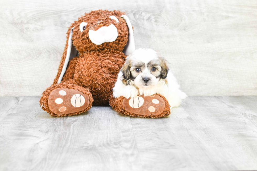 Friendly Teddy Bear Baby