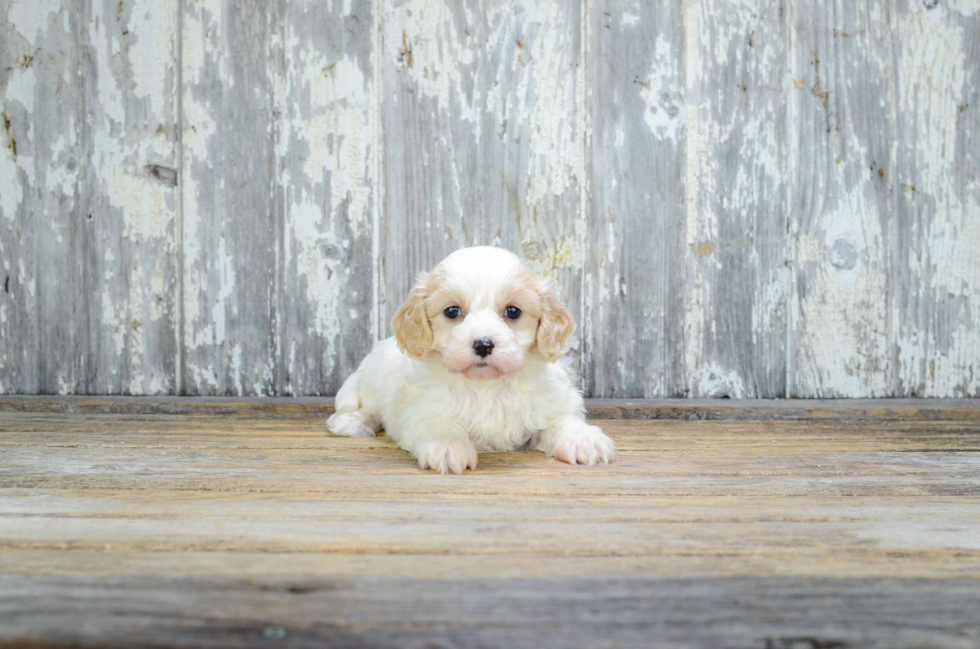 Friendly Cavachon Baby