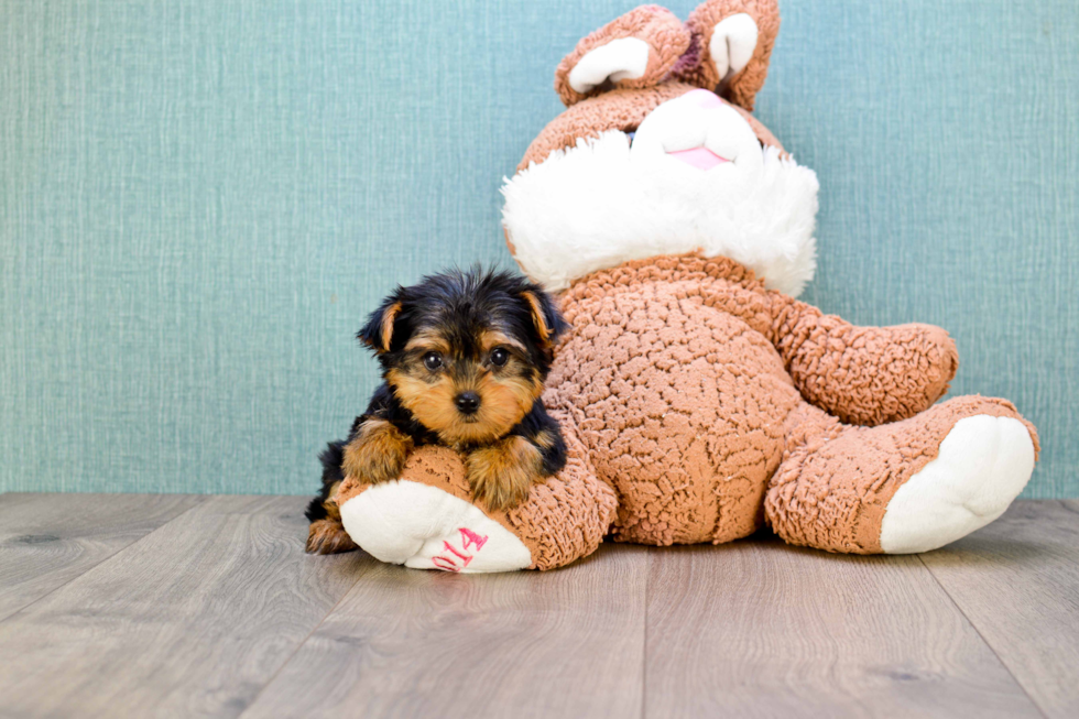 Meet Twinkle - our Yorkshire Terrier Puppy Photo 