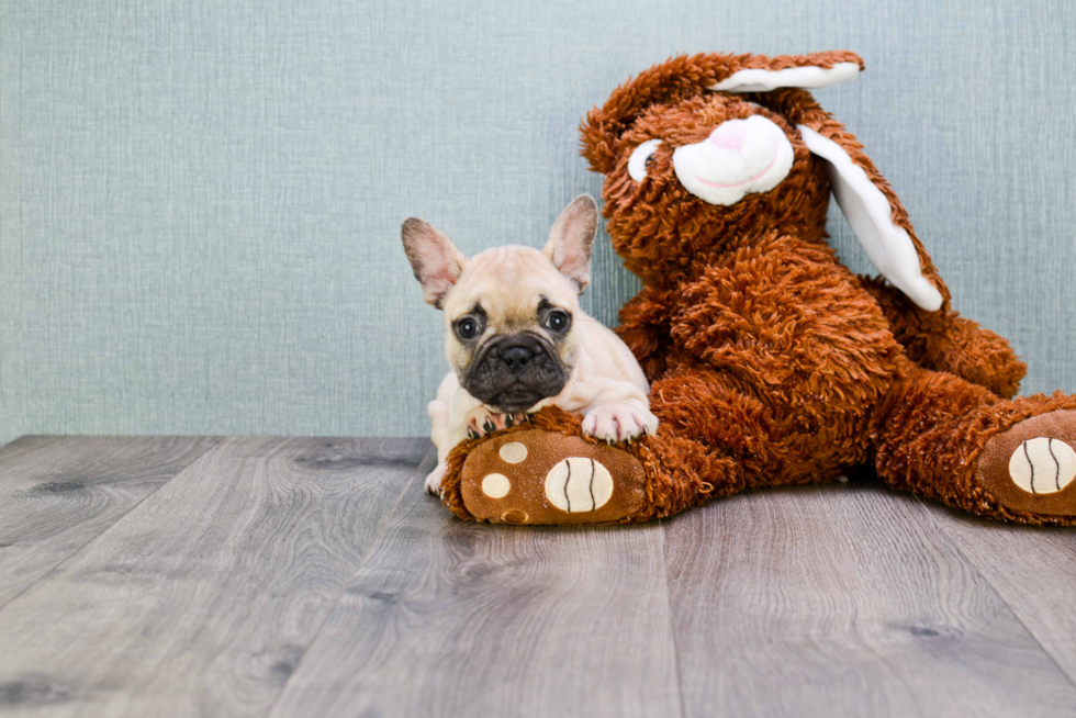 Little French Bulldog Purebred Pup