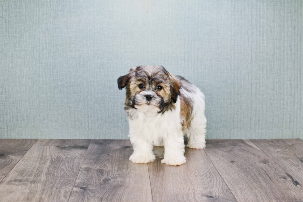 Popular Havanese Baby