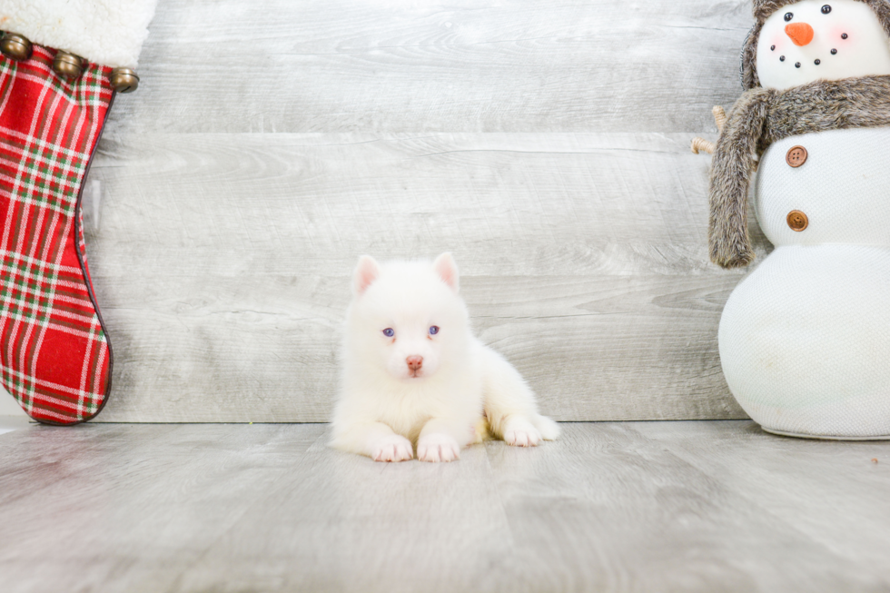 Playful Mini Husky Designer Puppy