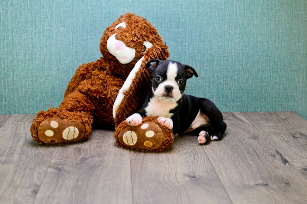 Boston Terrier Pup Being Cute