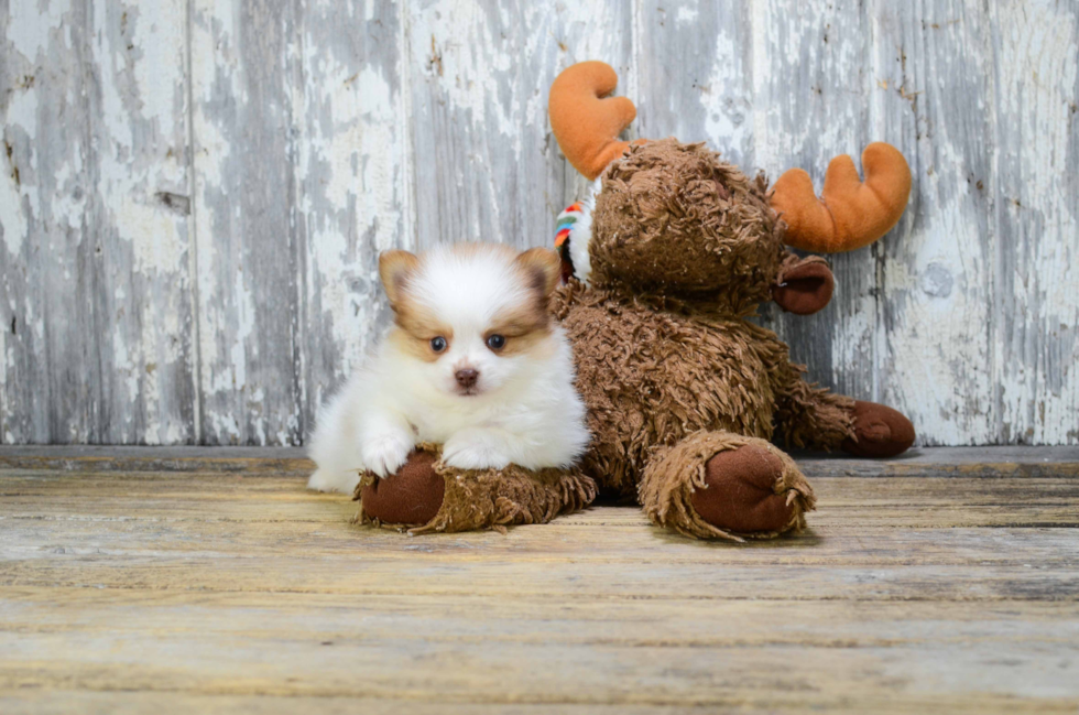 Cute Pomeranian Purebred Puppy