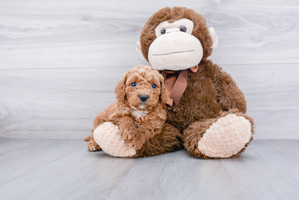 Cockapoo Puppy for Adoption