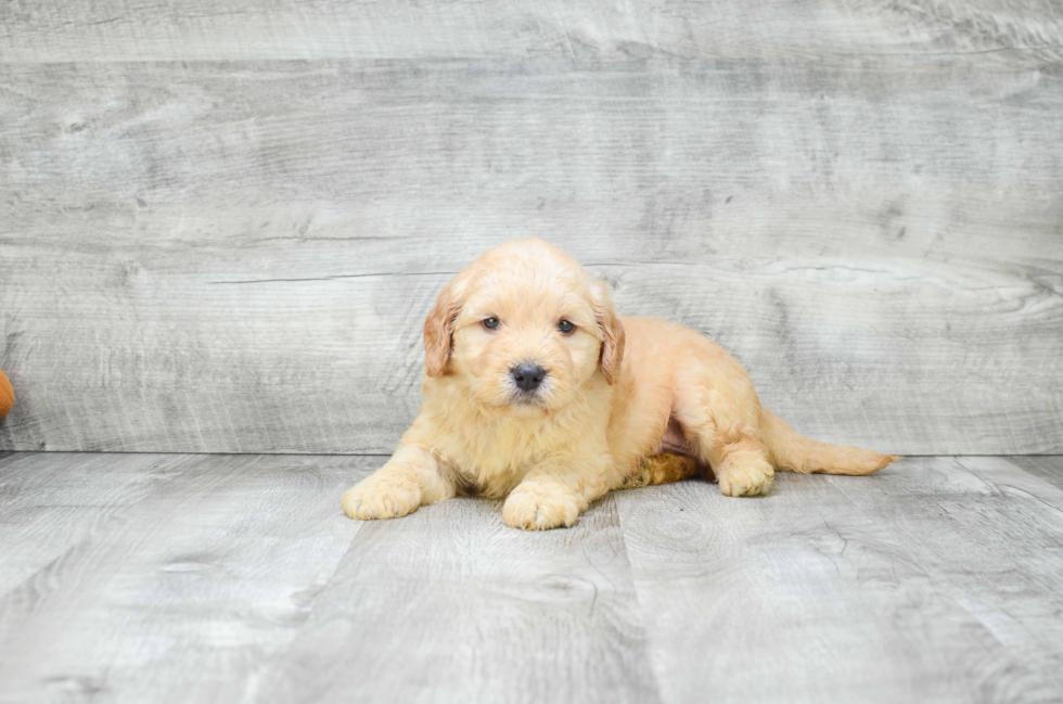 Mini Goldendoodle Puppy for Adoption