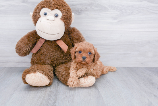 Playful Cavoodle Poodle Mix Puppy