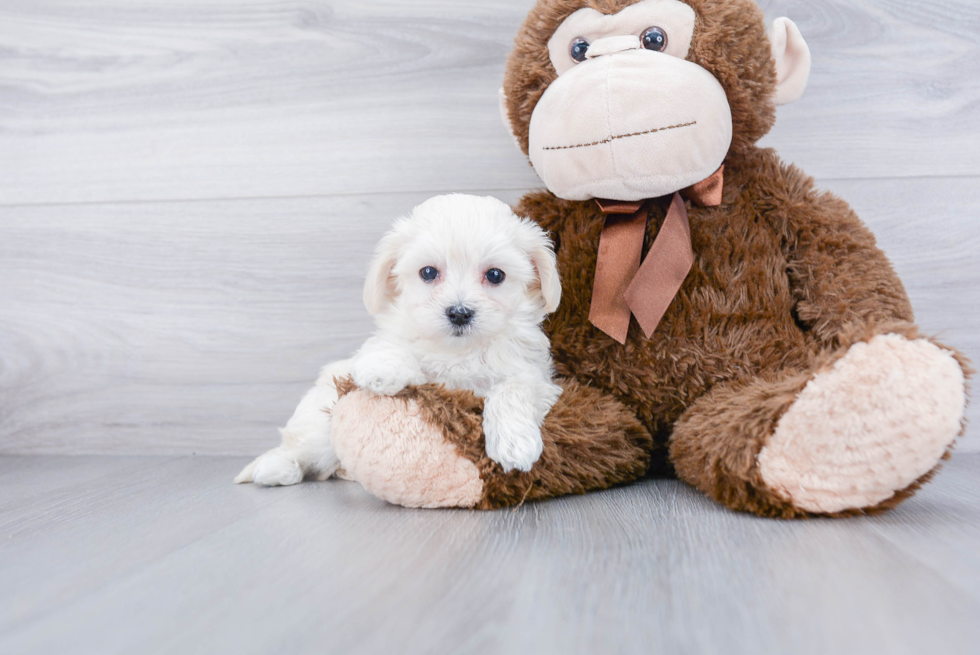 Sweet Maltipoo Baby