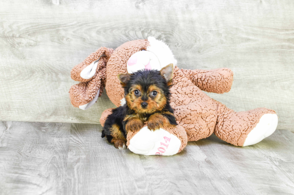 Meet Joey - our Yorkshire Terrier Puppy Photo 