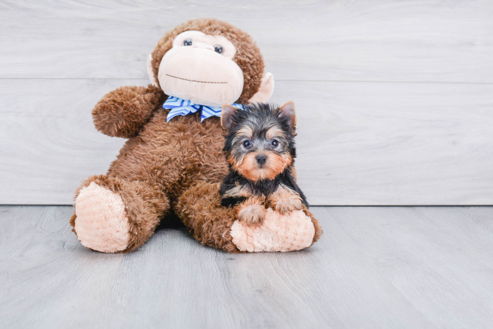 Meet Giselle - our Yorkshire Terrier Puppy Photo 