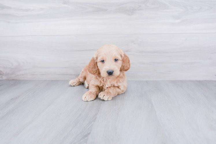 Mini Goldendoodle Pup Being Cute