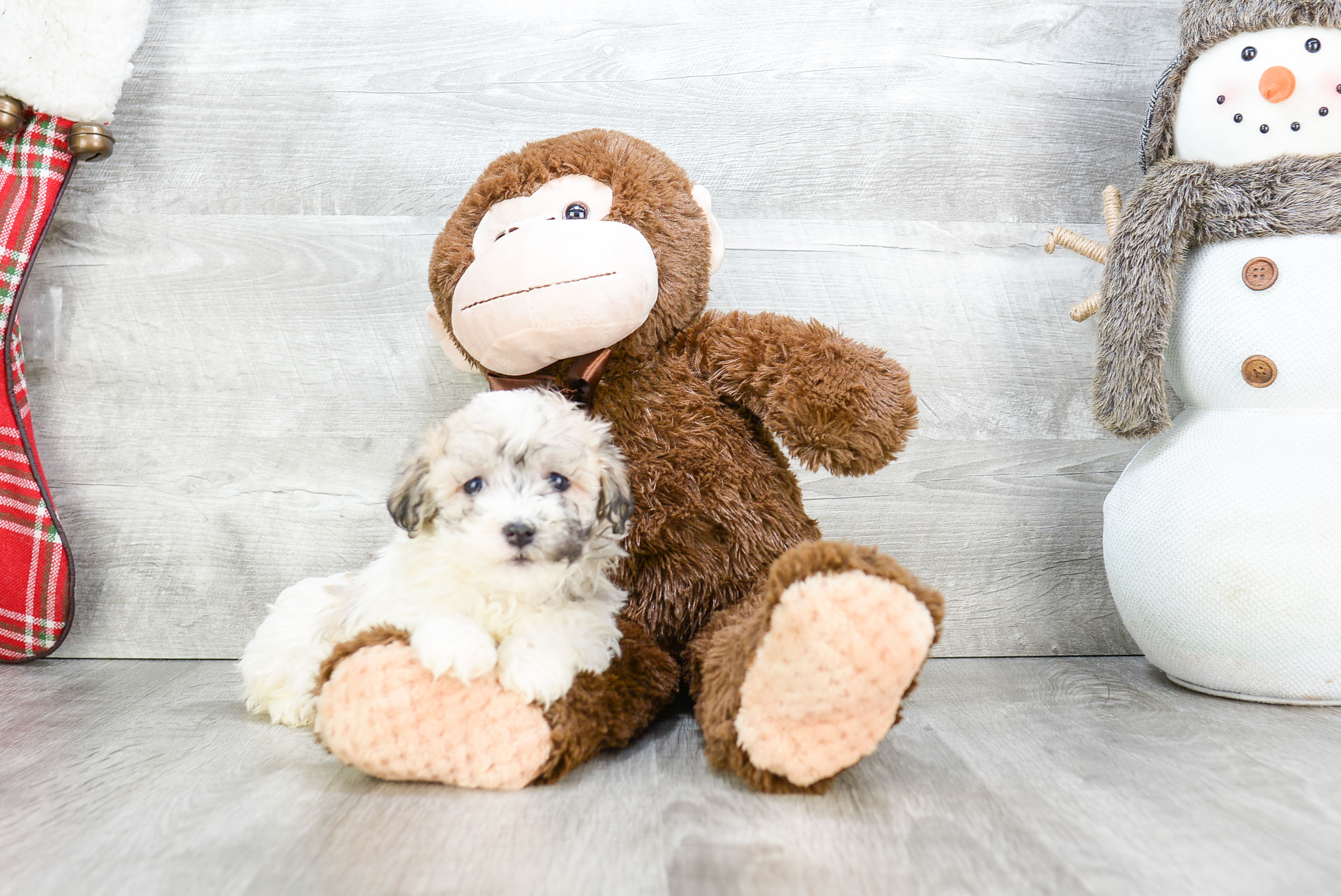 Cute Havanese Purebred Puppy