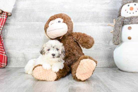 Cute Havanese Purebred Puppy