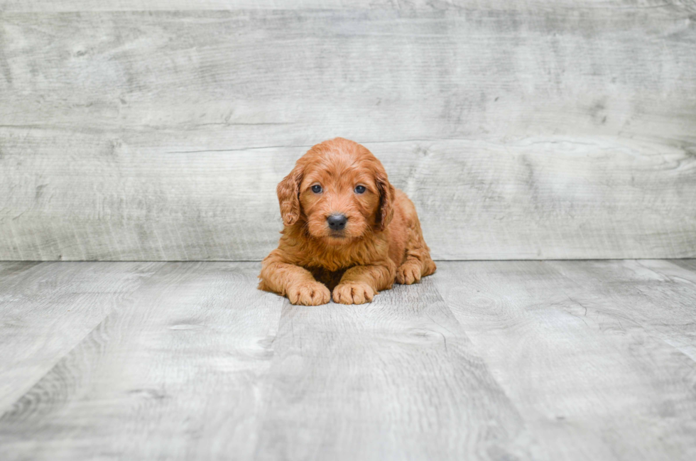 Mini Goldendoodle Puppy for Adoption