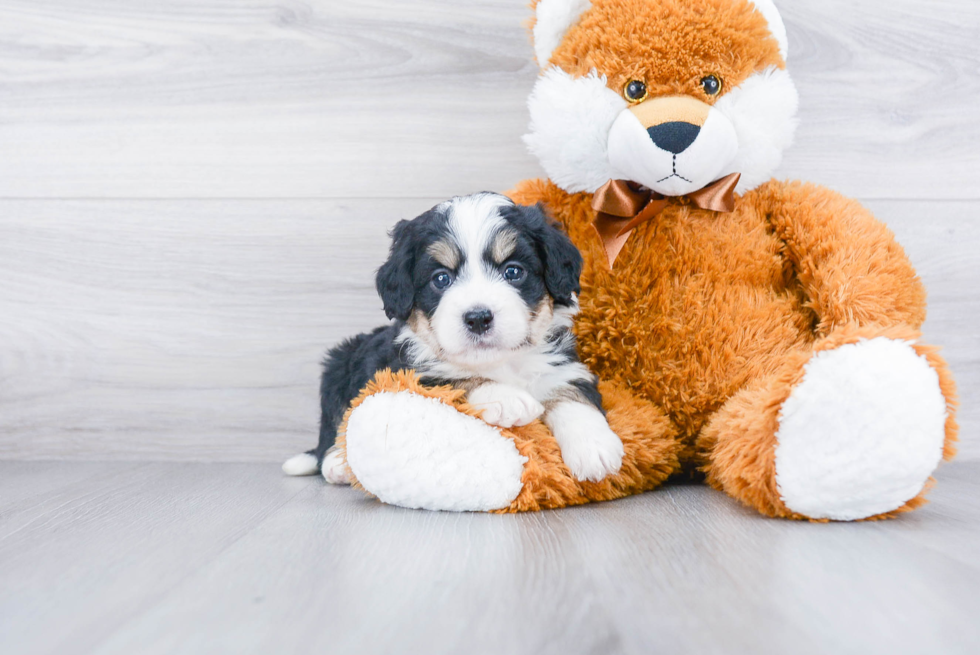 Petite Mini Bernedoodle Poodle Mix Pup