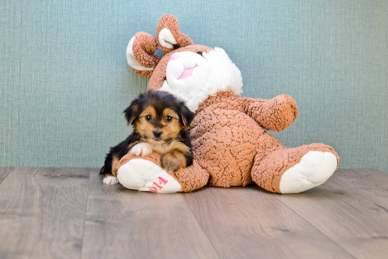 Happy Morkie Baby