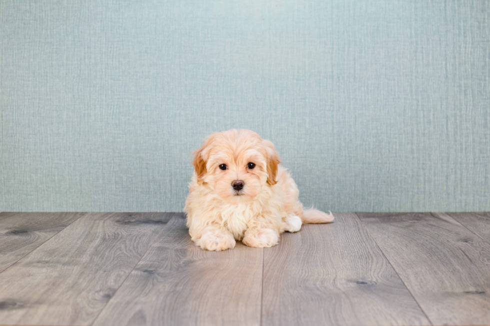 Energetic Maltepoo Poodle Mix Puppy