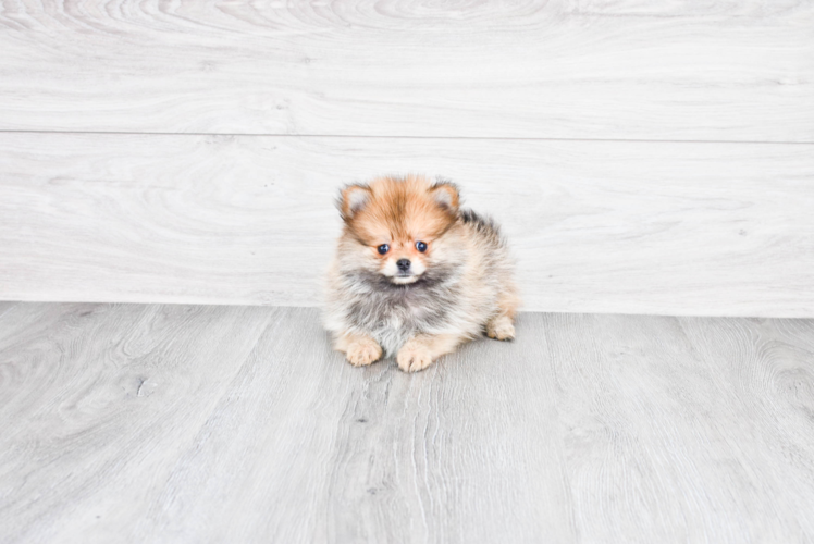 Akc Registered Pomeranian Purebred Pup