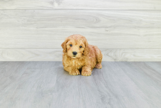 Sweet Mini Goldendoodle Baby