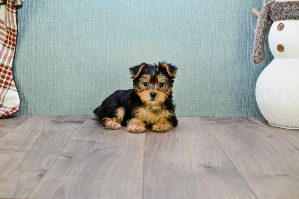 Meet Avery - our Yorkshire Terrier Puppy Photo 