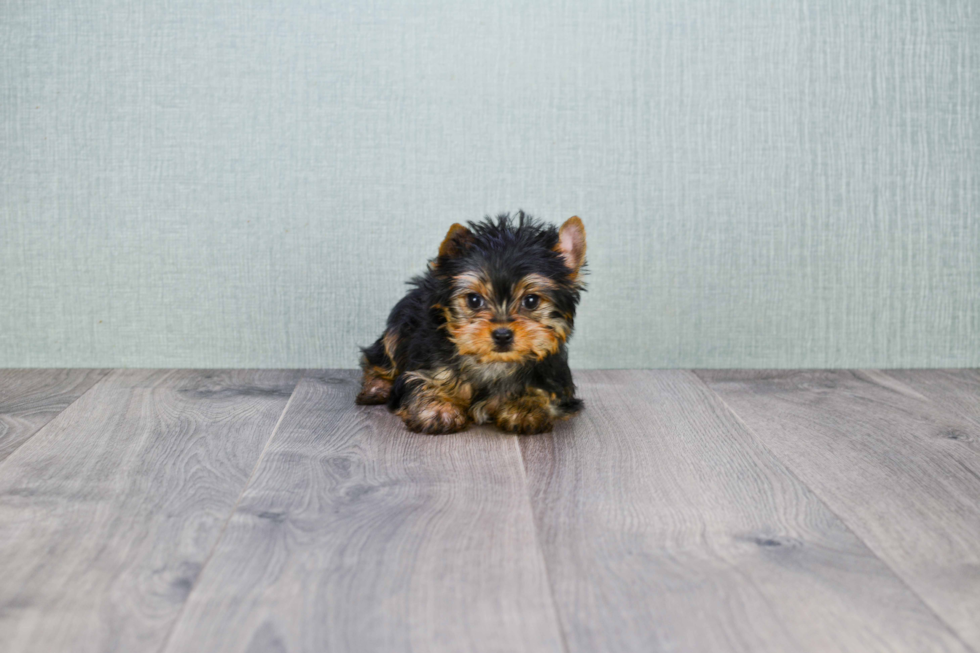 Meet Nugget - our Yorkshire Terrier Puppy Photo 