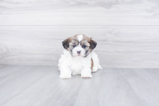 Hypoallergenic Shi Chon Designer Puppy