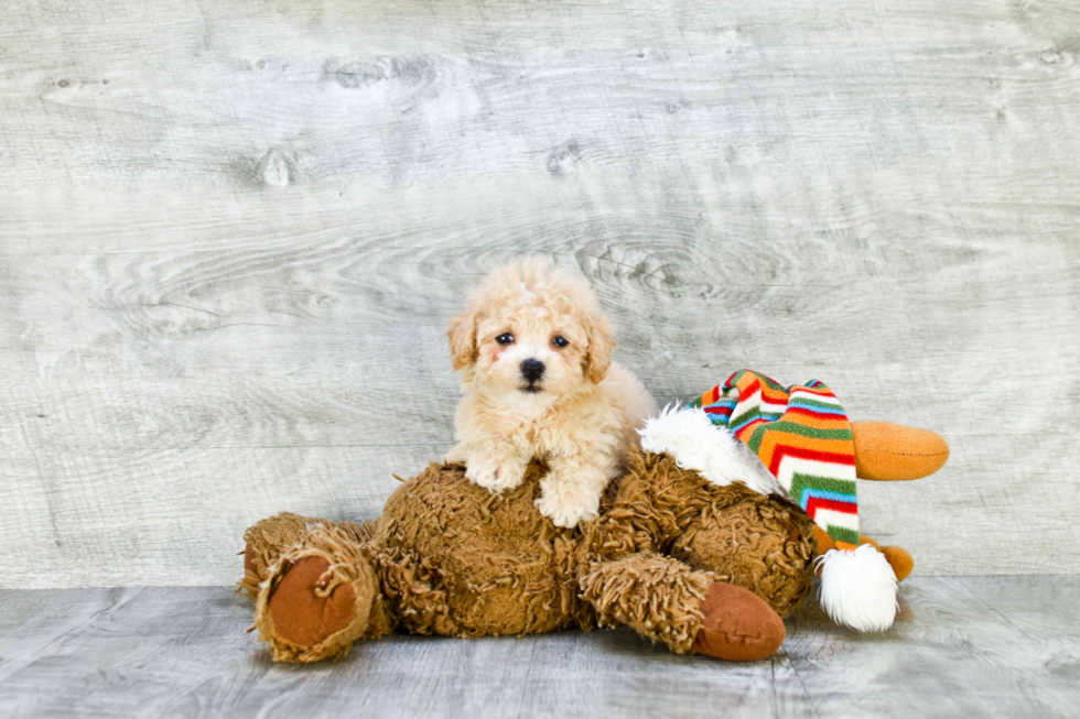 Sweet Maltipoo Baby