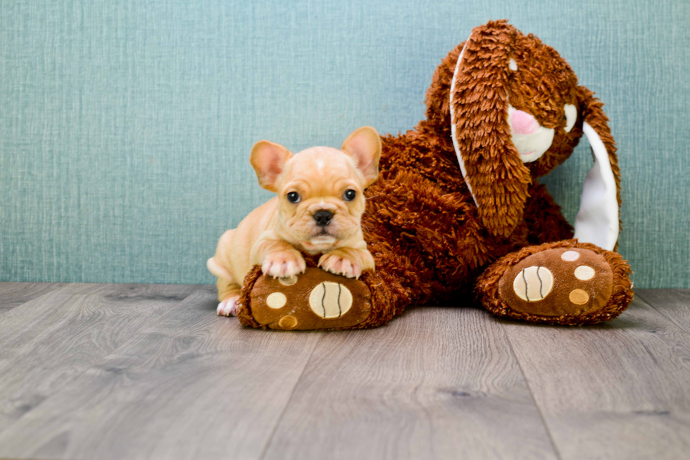 Funny French Bulldog Purebred Pup